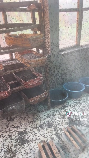 Black Soldier Fly Eggs: A Guide to Hatching Maggots