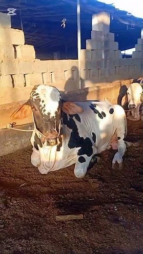 starting a cattle farm from scratch