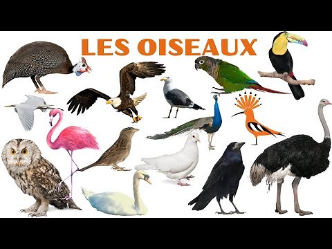 Apprendre les noms des oiseaux en français.
