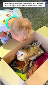 This family rescued an owl stuck in a fence and brought it home for treatment, then…