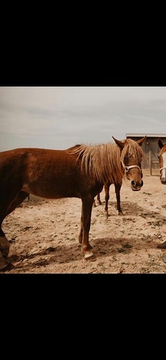 Arabian Horses for Sale | Horse Classifieds | HorseClicks