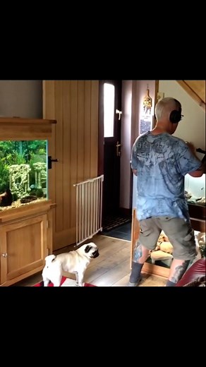 Archie the Pug Star & Super Sister Sydney on Reels