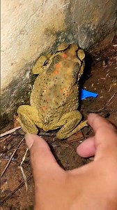funny funny catching toads 😅🤣😂🤣