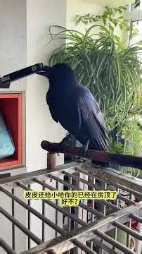 Take a close look at Pippi s inner thoughts. Watch until the end#Cute pets#Cute Pet Debut