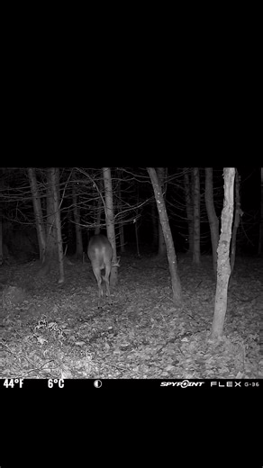 1K reactions · 11 comments | Un beau mâle que nous avons réussi à filmer avec notre caméra de surveillance, il s’est couché près des appâts pour attendre les femelles, scène de l’an dernier ! SPYPOINT Trail Cameras SPYPOINT-Canada | Yannick LHeureux | Facebook