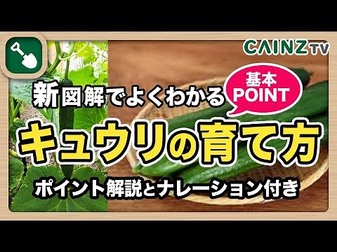 キュウリの育て方｜きゅうり栽培｜家庭菜園初心者向け図解