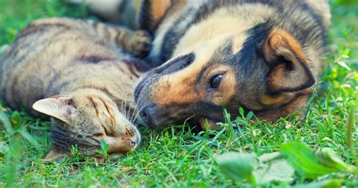 Puppy and kitten scam targeting Martin County residents, sheriff's office says