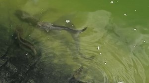 Beautiful Closeup Catfish Siluriformes Eating Puffed 库存影片视频（100% 免版税）1111028471 | Shutterstock