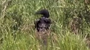 Loon Nest Cam - Vermilion Lake Association