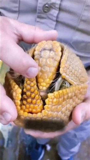 These Creatures Exist on Earth… But Feel Alien 😨 #shorts