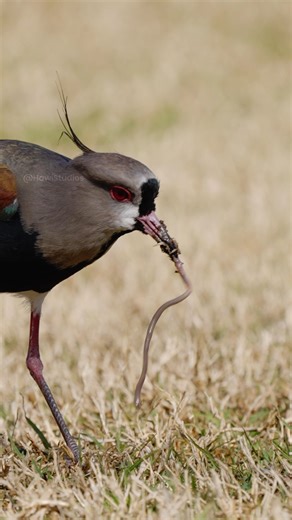 Lapwing Bird digs the worms out of the ground Wincent Y9UQL #bird #nature #wildlife | HAWI Studios