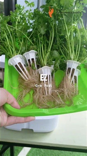 These hydroponic seedlings are too adorable to harvest #plants #hydroponics #gardening