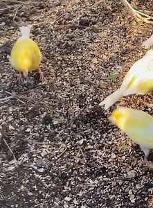 Love watching canaries as they jump around and explore! Traditional small/tall cages are inadequate in so many ways. More people are slowly learning, but there's a long way to go - please help by educating others and making the demand for unethical products disappear. #accessibility video description: several canaries are on the ground in the aviary foraging through earth, grass, and bits of vegies. | Little Beaks