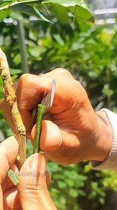 Propagation citrus by Grafting & tree care #plantsbased #plantsnursery #gardening101 | GardeningFruit