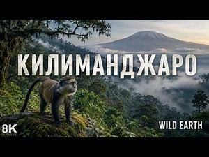 The Wild Nature of Kilimanjaro in 4K | WILD EARTH | Wildlife Documentary