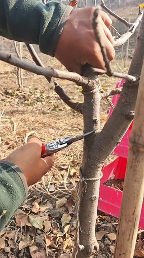 14K views · 54 reactions | Pruning is just framing plant  structure... #apple #MM111 #centralleaderpruning #budgam #budwood | MY STATE MY PRIDE | Facebook