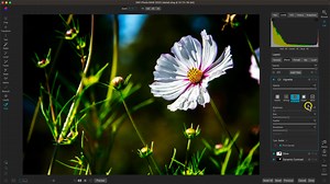 Discover how to elevate your spring flower photography using these expert editing techniques in ON1 Photo RAW. In this lesson, we share 8 of our favorite tips and tricks for creatively modifying and enhancing your flower photos. From simple adjustments to advanced masking and layering techniques, you'll learn how to make your flower photography stand out and shine. | ON1