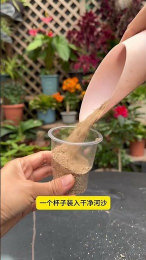 Boost Orchid Root Growth with This Secret Method