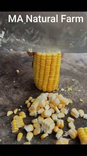 what is corn farming #farming #cuttingskills #corn #viral #toptrending #garden #popular #favorite