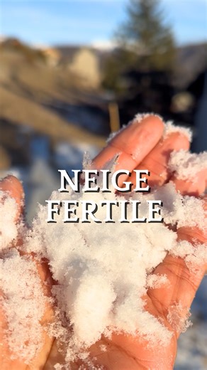 Retour à la Terre | Denis Broyer | On voit souvent la neige comme une menace pour le jardin… et pourtant ❄️🌿 Elle agit comme un paillage naturel, protège le sol du gel... | Instagram