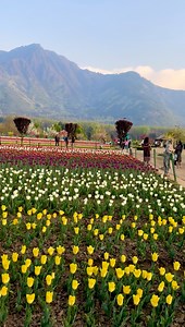 815K views · 10K reactions | Valley of flowers tulip Garden Srinagar #kashmir | Unexplored Beauty Of Pogal Paristan | Facebook