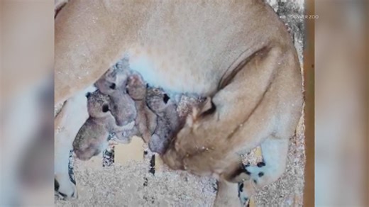 4 African lion cubs born at Denver Zoo