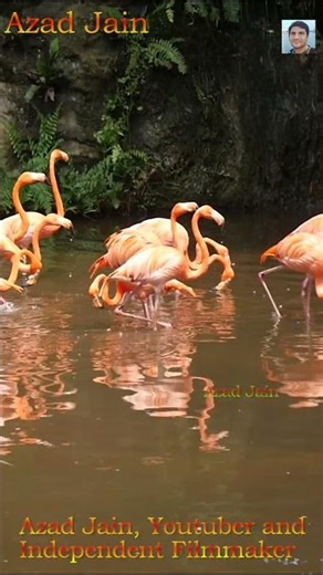 Group of Flamingos bird, saras pakshiyo ka jhund #Flamingo #SarasPakshi #Birds #FlamingoBird #पक्षी