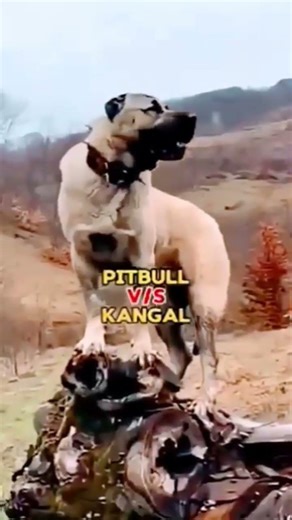 पिटबुल का समाना हस्की से हो जाए तो क्या होगा