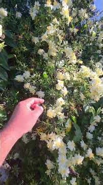 Ora pro nobis flower