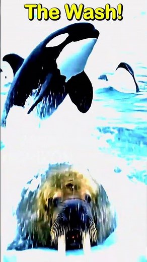 Orca VS Walrus Intelligence Duel | Walruses 'Safe For Now' #Shorts #Trending #fypシ