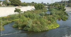Beautification project in the Los Angeles river creates islands of plant growth
