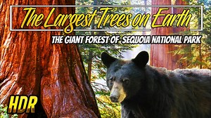 Video: The unbelievable Giant Forest of Sequoia National Park