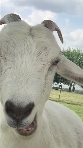 Funny Goat Chews LOUDLY with Pet Parent!