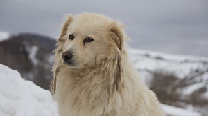 Why Is My Dog Biting All the Sudden?