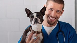 What To Do If Your Dog Suffers From Hay Fever