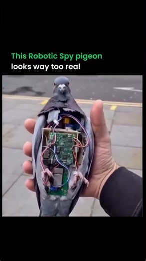 This Robotic Spy pigeons look so real #ai #robotics #artificialintelligence #viral #shorts