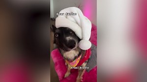 Adorable dog with wonky face compared to Picasso masterpiece