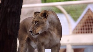 13K views · 543 reactions | Sound on! Kaya the lion is Queen of Reid Park Zoo, and she uses this territorial call to tell any other lions that might be in the area that the Zoo is her turf! Both male and female lions make this vocalization, and sometimes entire prides will join together to all roar simultaneously. | Reid Park Zoo | Facebook