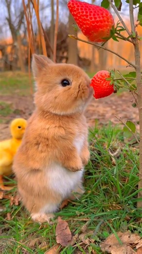 Animal Metamorphosis Amazing Rabbit #animaljourney #animaltransformation #wildlife #animalgrowth