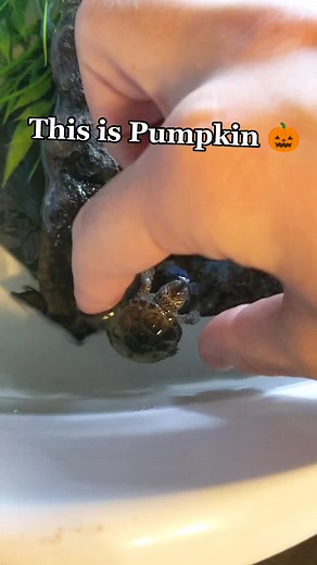 Pumpkin! #turtle #turtles #fyp #herping #turtletok #turtlemorphs #reptiles #herps #turts