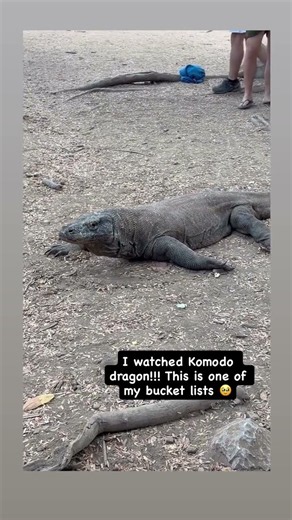 I Watched Komodo Dragon live in Japan 🇯🇵