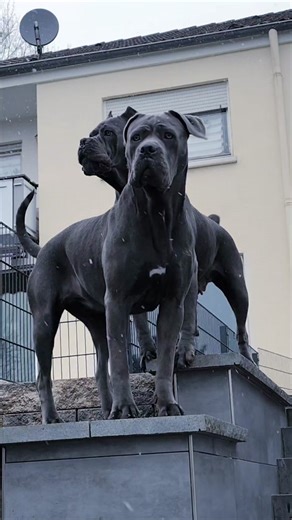 Discover the Italian Cane Corso Dog Breed
