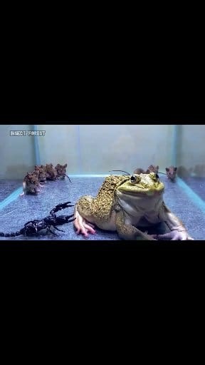 Bullfrog with angry scorpions and lots of mice! | Insect Forest
