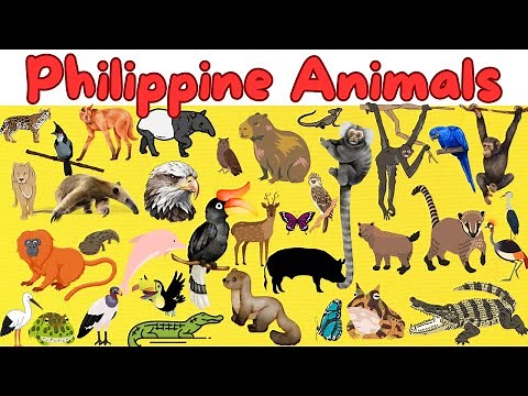 50 Philippine Animals for Kids | Philippines Animals | Learning about Animals for Preschoolers