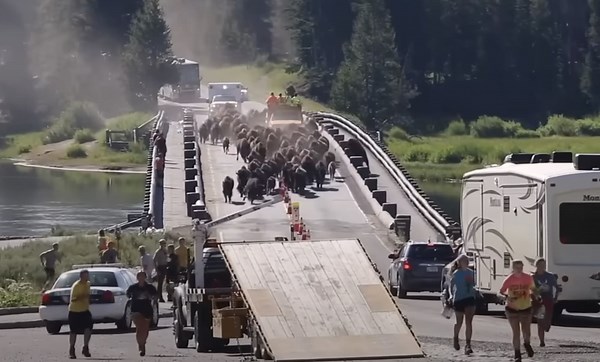 Tourists Run For Safety As Bison Stampede Across Bridge at Yellowstone National Park