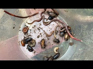 Amazing catching,Earth worms,Cockroaches,Small red millipedes,Coconut worms.