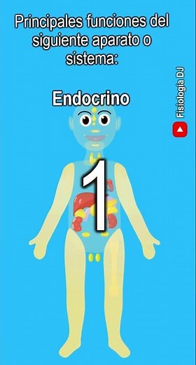 Aparatos y sistemas del cuerpo humano | ¿Cuales son las funciones del sistema endocrino?