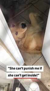 This dog wanted to hide their mistake! #dogs #funny #humor | Reader's Digest