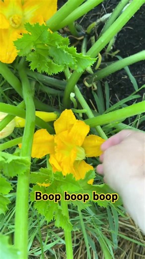 The DOUBLE BARREL Yellow Squash 🙌 Boop Boop Boop… Ripity Dipity… OH YEAH'S