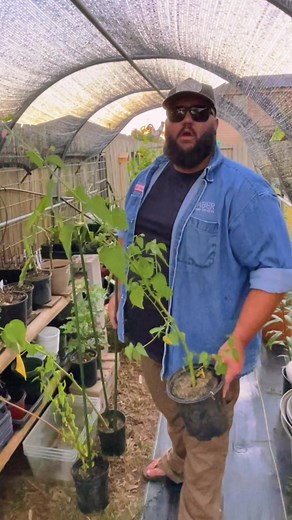 4.1K views · 66 reactions | Easy Staking on Tall Lanky Plants! | Texas Garden Guy | Facebook